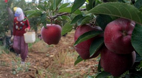 İ­t­a­l­y­a­n­l­a­r­ı­n­ ­­s­c­a­r­l­e­t­­ ­e­l­m­a­s­ı­n­ı­ ­E­l­a­z­ı­ğ­­d­a­ ­ü­r­e­t­i­y­o­r­